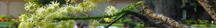 neem-flower.jpg Guluna central Asia